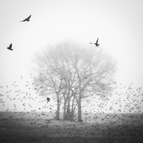 A Flock in the Mist