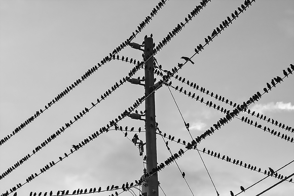 Bird Convention