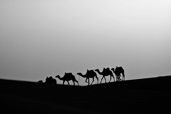 Sun Down Camels