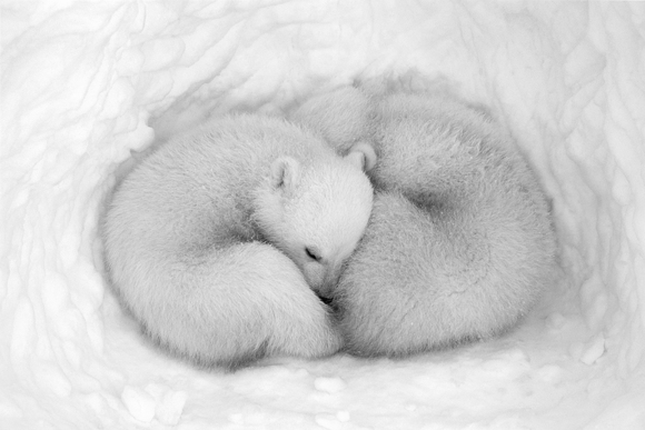 Twin Cubs in a Snow Den #3