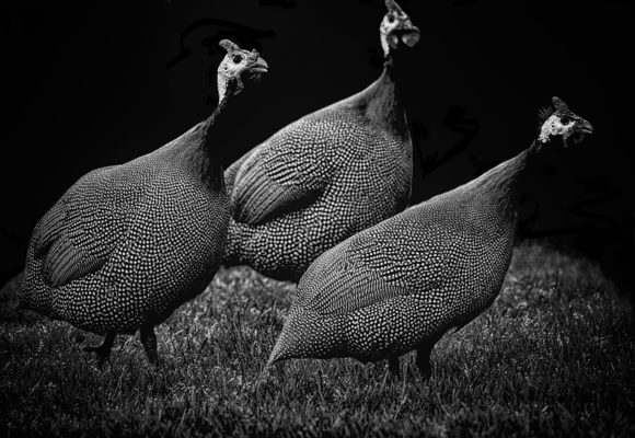 Guineafowls along the Mountain Road