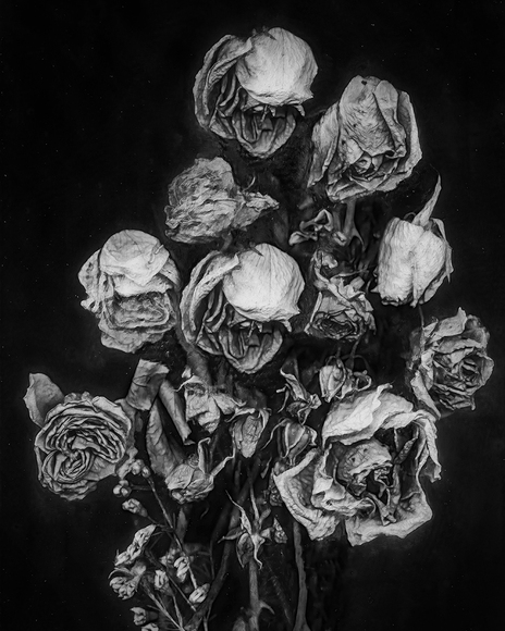 Wilted Roses Wilted Roses