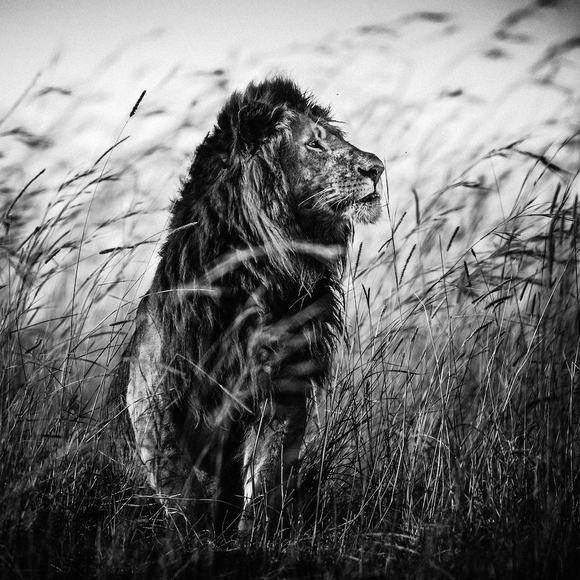 Lion in the grass Lion in the grass
