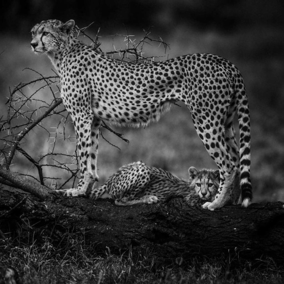 Cheetah Cub with Mother
