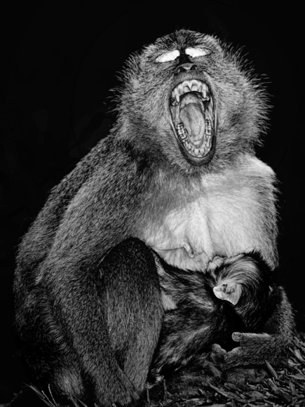 Mother and Baby Macaque