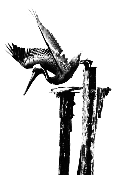 Diving Pelican Diving Pelican