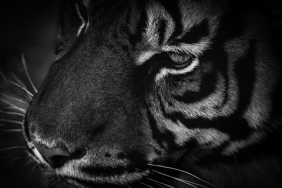 Sumatran Tiger II