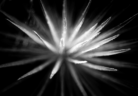 Burst Burst