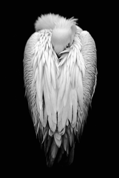 Eye Contact Eye Contact