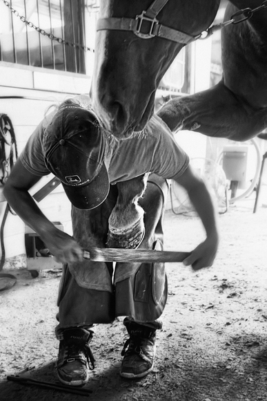 The Farrier The Farrier