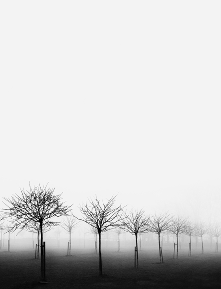 Apple Trees in the Mist
