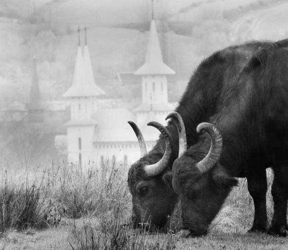 Buffaloes in the Morning Mist 