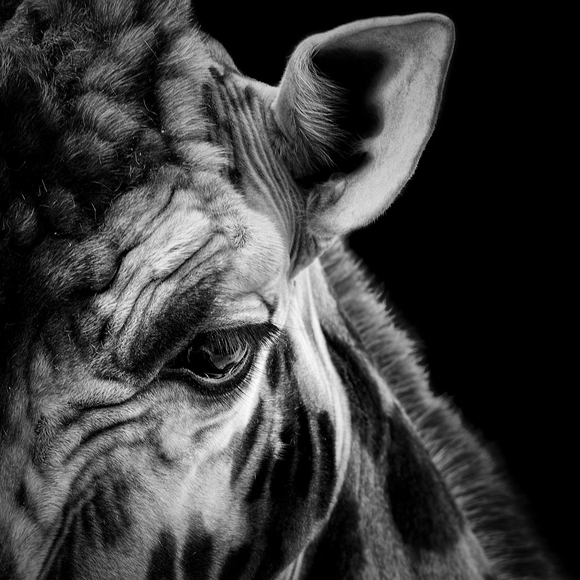 Giraffe (2) Giraffe (2)