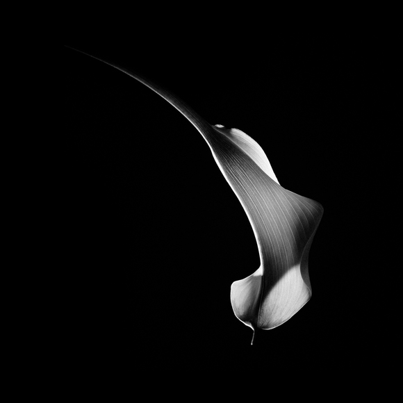 Hummingbird Abstraction (Calla Lily #3)