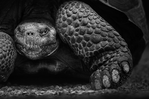 Giant Tortoise, Galapagos Islands