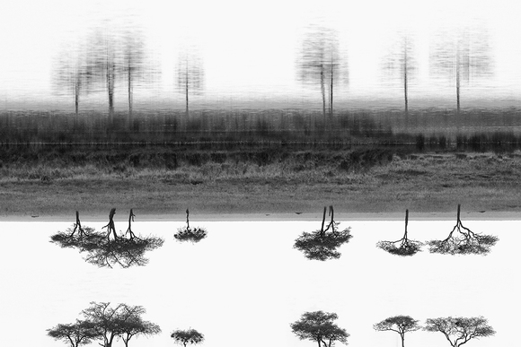Natural Impression Natural Impression