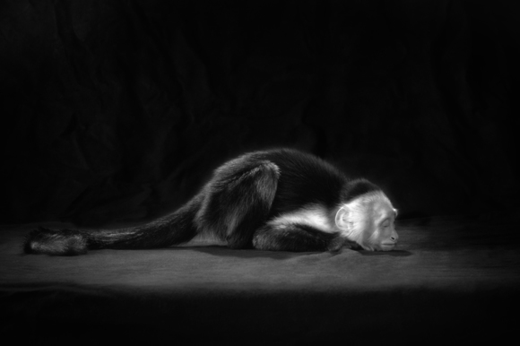 White Capuchin