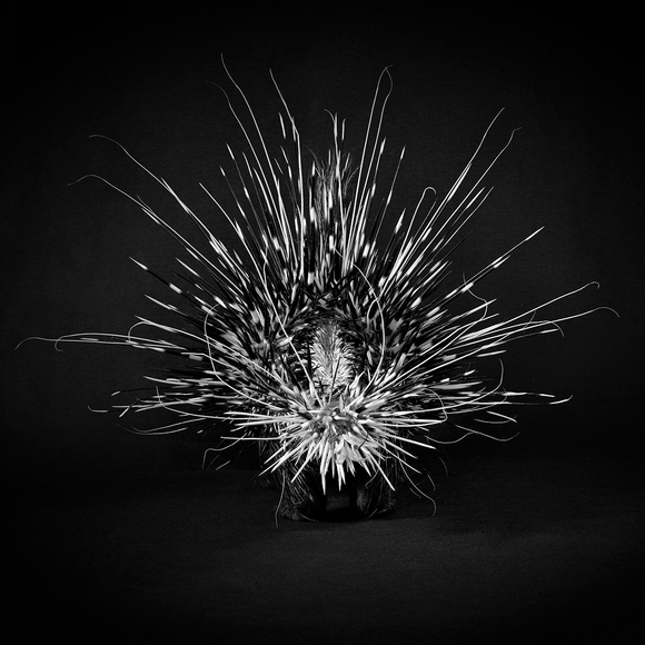 Crested Porcupine Crested Porcupine
