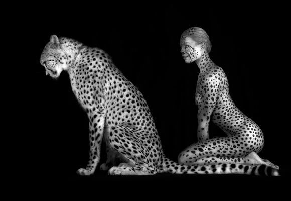 Cheetahs Cheetahs