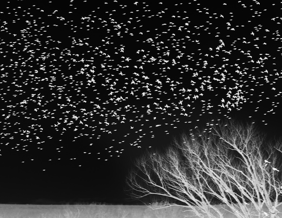 Murmuration 23 Murmuration 23