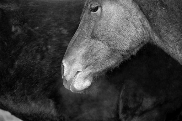 Wild Mustang Wild Mustang