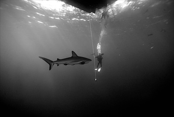 Shark and Diver 