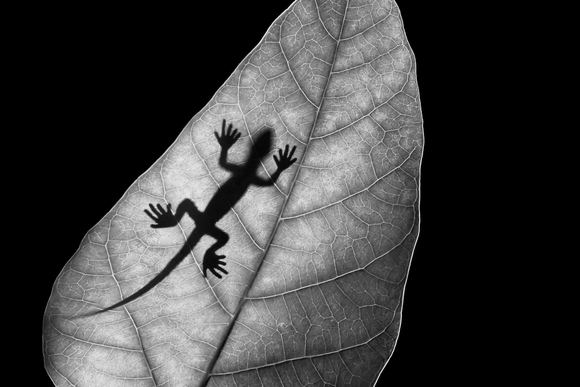 Phantom of Lizard Phantom of Lizard
