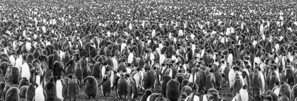 King Penguin Gathering