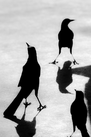Blackbirds Blackbirds