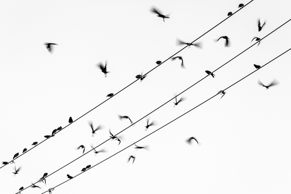 Murder of crows Murder of crows