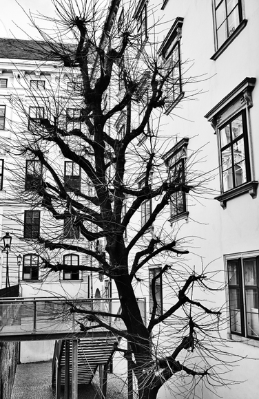 Seccessionist Tree Seccessionist Tree