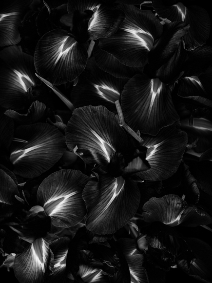Nigra Floreant Nigra Floreant
