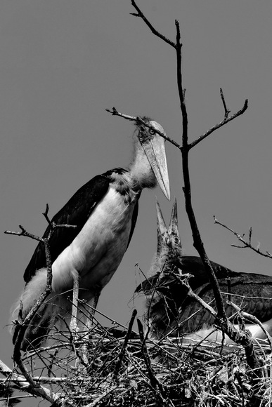 I was able to feed my baby_Greater Adjutant. I was able to feed my baby_Greater Adjutant.