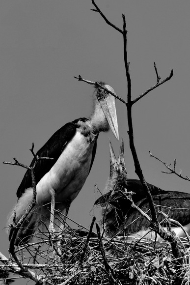 I was able to feed my baby_Greater Adjutant.