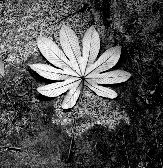 Yagrumo leaf