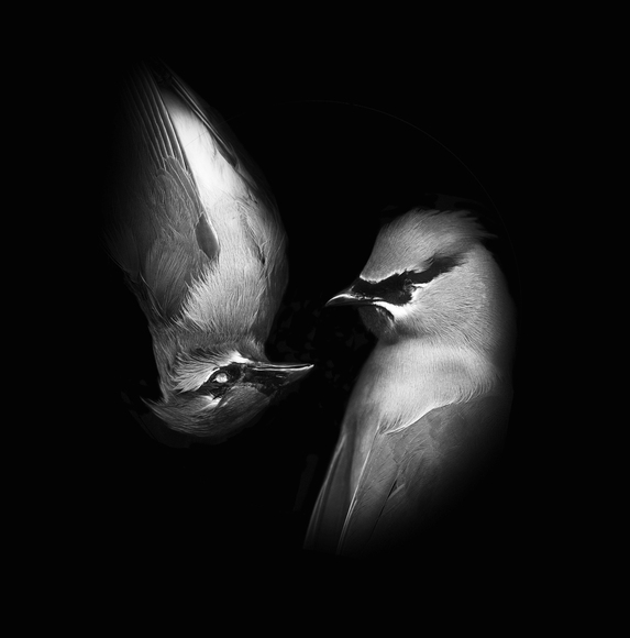 Male Female Cedar Waxwings Male Female Cedar Waxwings