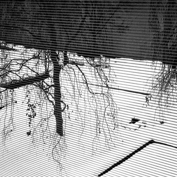 Courtyard Through Blinds