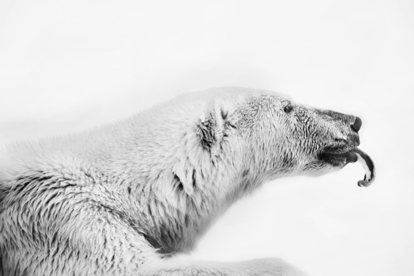 Polarbear in the Arctic 1
