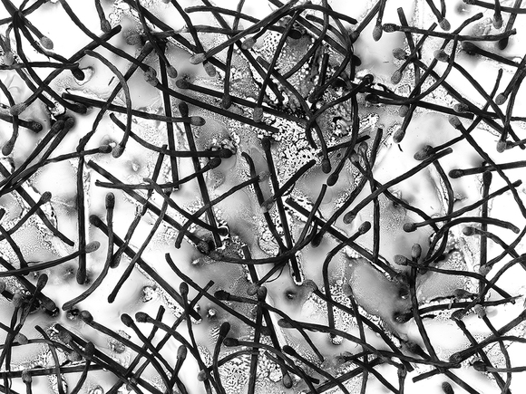 Burnt Matchsticks Burnt Matchsticks