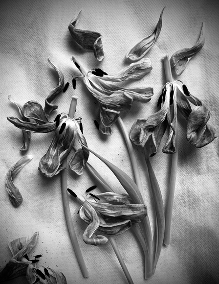 Still Beautiful Still Beautiful