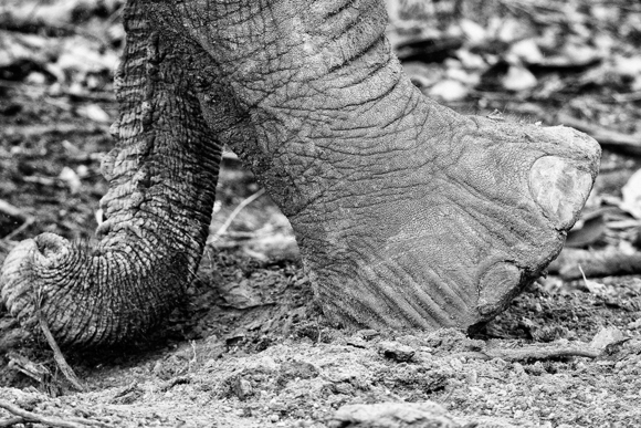 Trunk and Toe