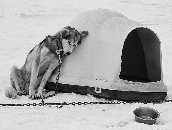 Mushed Out Mushed Out