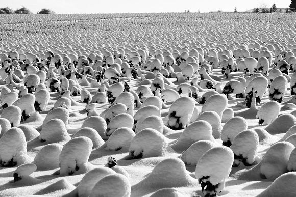Brussels Sprouts Field In Snow Brussels Sprouts Field In Snow