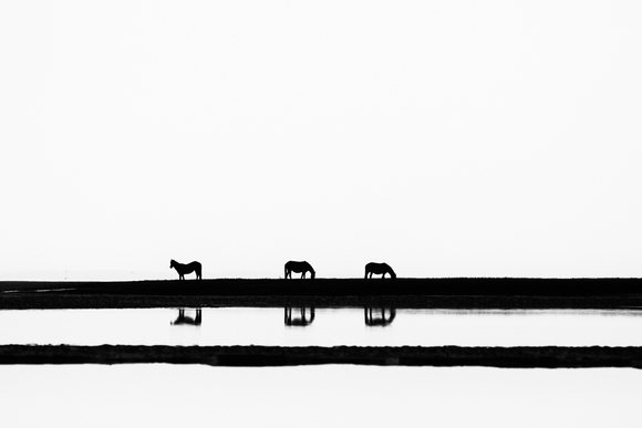 Silhouette Equus I Silhouette Equus I