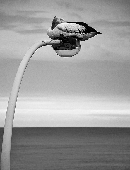 Pelican Light Pelican Light