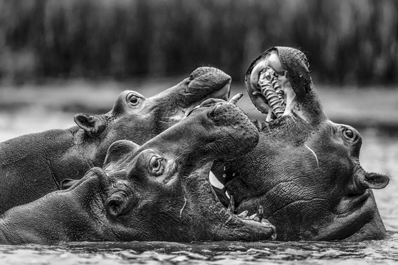 Fighting Hippos Fighting Hippos