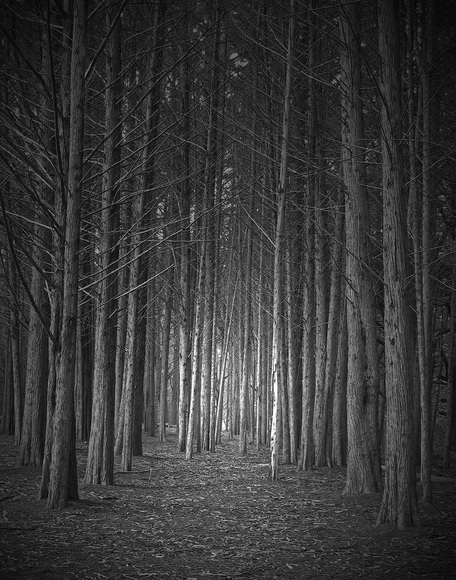 Dead Forest Dead Forest