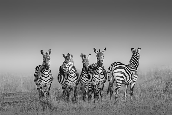 Zebra at the Masai Mara
