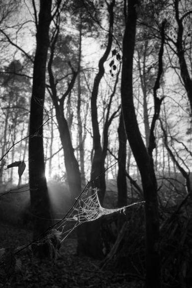 Web in Woods