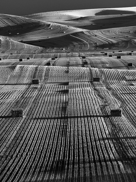 Palouse Rows Palouse Rows